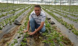 Çilek fideleri toprakla buluştu