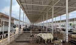 Serik'te şap alarmı: Hayvan pazarı kapatıldı
