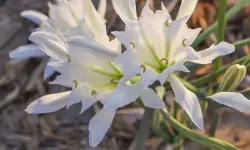 Kum zambakları açtı
