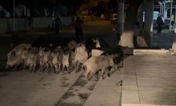 Domuz sürüsü mahalleye indi