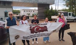 Antalya’da 4 Ekim eylemi: Hayvanları toplamayın, yaşatın