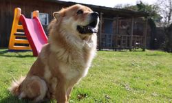 Köpek sahiplerine vergi yükü