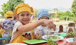 Minik eller zeytinleri işledi
