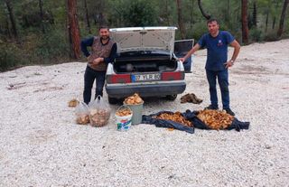 Serik'te 100 kilo mantar topladılar