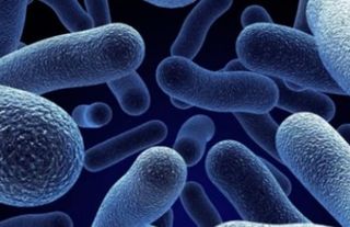 Salmonella salgını: 8 ölü