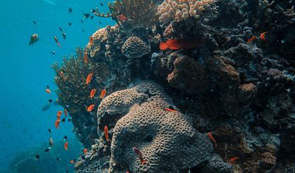 Antalya'nın deniz ekosistemi canlanacak