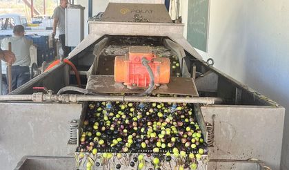 Serik’te zeytin hasadı başladı