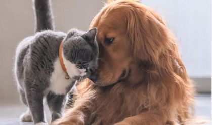 Evcil hayvan sahiplerine uyarı