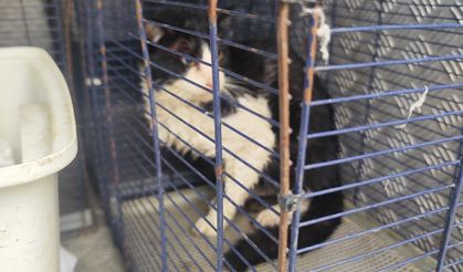 Derede mahsur kalan kedi kurtarıldı