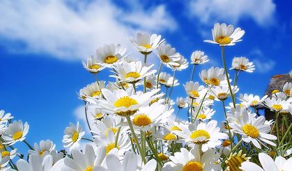 Cemre ne zaman düşecek?