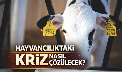 Hayvancılıktaki krizin nasıl çözüleceğini açıkladı