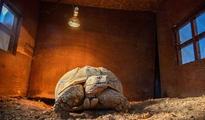 'Sabi'ye arkadaş aranıyor