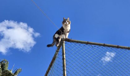 Alanya'da kedi kurtarma operasyonu