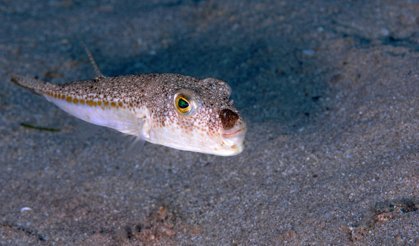 291 bin 547 balon balığı yakalandı