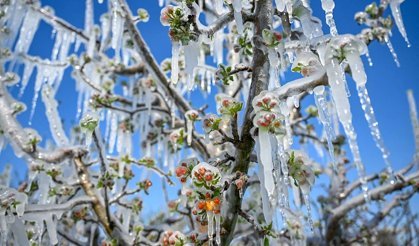 Antalya için zirai don uyarısı