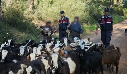 Antalya'da kayıp keçiler bulundu