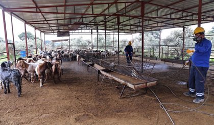 Büyükşehir'den ahırlarda ilaçlama