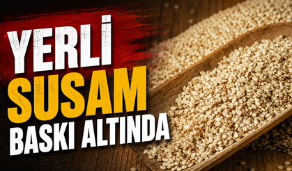 Yerli susam baskı altında
