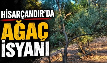 Hisarçandır'da ağaç isyanı