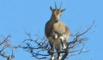 Yaban keçisi, ağacın tepesinde görüntülendi