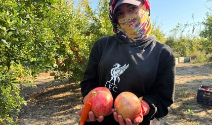Serik'te nar hasadı erken başladı