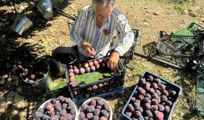 İncirde hasat sezonu sona erdi