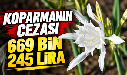 Koparmanın cezası 669 bin 245 lira