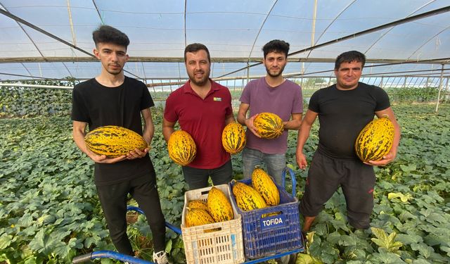 Serik'te kavun 15 TL