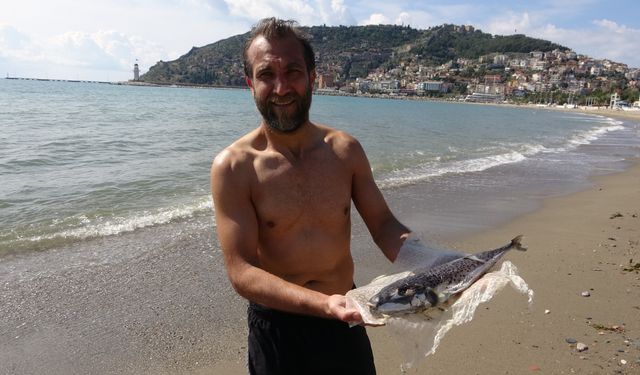 Antalya'da balon balığı kıyıya vurdu
