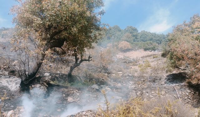 Alanya'da çıkan mera yangını korkuttu