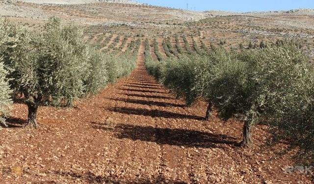 Teşvik alıyorlar üretim yapmıyorlar