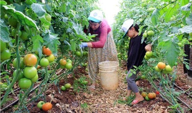 Tarım enflasyonu Eylül'de de arttı