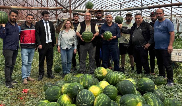 Serik'te hedef 37 bin ton karpuz hasadı