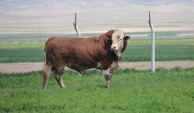 1 ton 250 kilogramlık tosuncuk