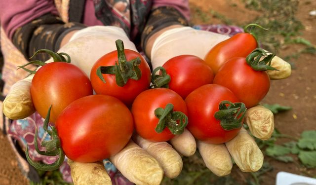Antalya'da ihracatın yüzde 62'si tarım