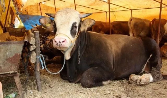 Antalya’da kurbanlık fiyatları açıklandı