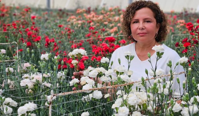 Karanfilde fusarium hastalığına karşı yerli tür