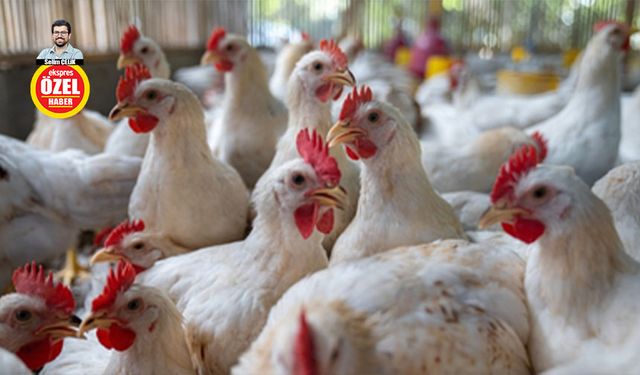 Tavukta sağlığa zararlı hormon var mı?