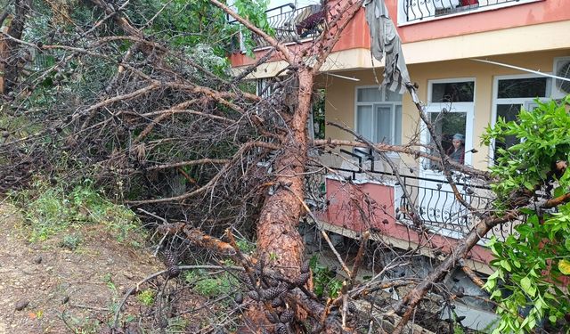 Manavgat’ta ağaç binanın üzerine devrildi