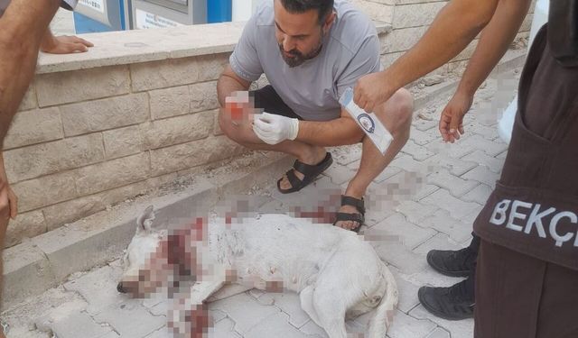 Hamile köpeğe tüfekle saldırı