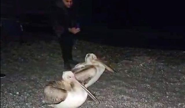 Konyaaltı Sahili'nde bütün dikkatleri üzerlerine çektiler