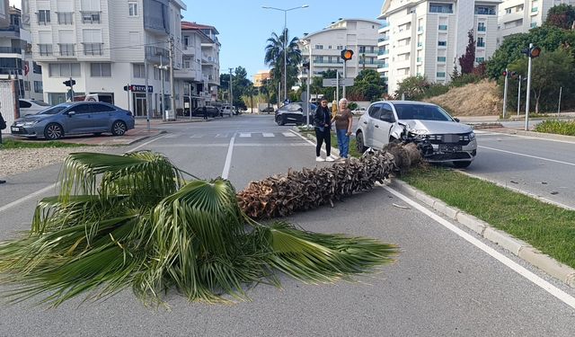 Pratik yaparken palmiyeyi devirdi