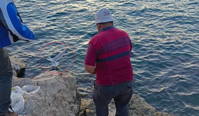 Oltayla martı yakaladı