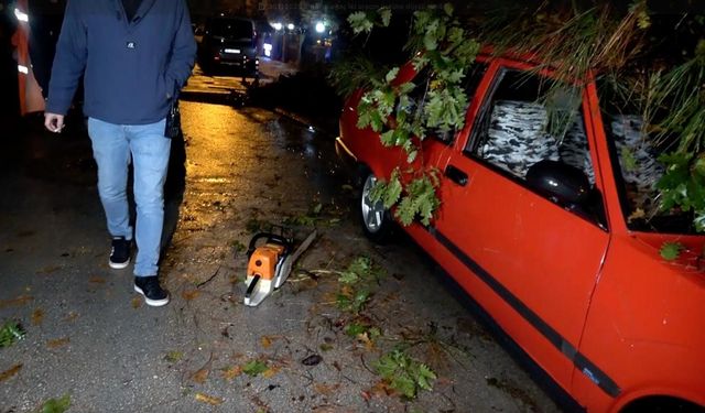 Antalya'da şiddetli rüzgar 10 metrelik ağacı devirdi