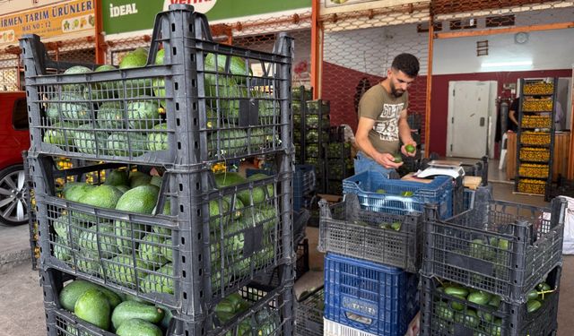 Avokadoda rekolte rekoru