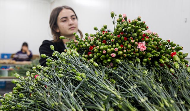 Çiçekte ihracat rekoru