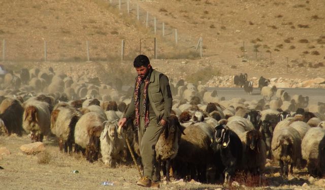 Van’dan Mardin’e uzanan 3 aylık yayla göçü