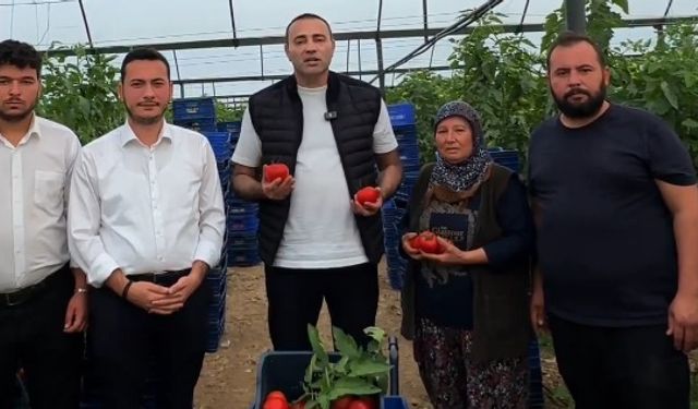 Serik’te üretici alarm veriyor: Domatesin maliyeti satış fiyatını geçti!