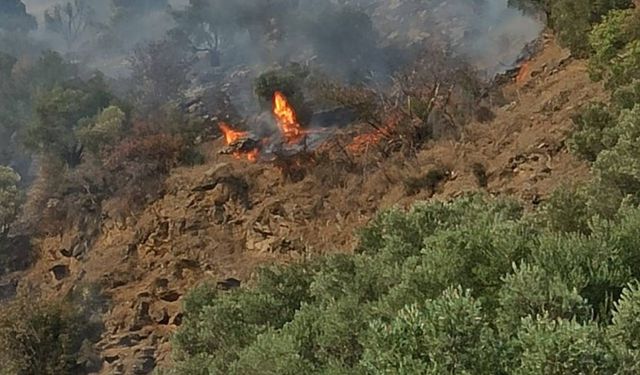 Aydın'da orman yangını!
