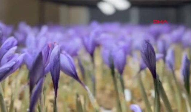 Bu bitkinin gramı 700 TL